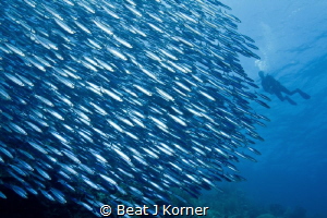 School of sardines ball around Curaçao by Beat J Korner 